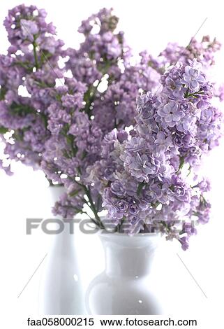 Lilacs in vases View Large Photo Image Stock Photography - Lilacs in vases. Fotosearch