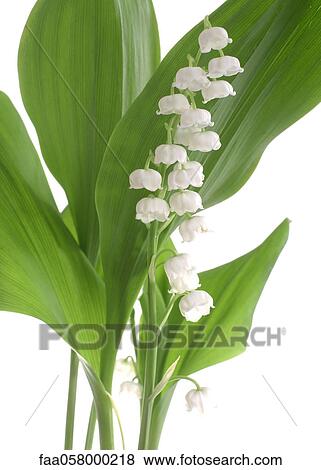 Stock Photo - Lily of the valley. Fotosearch
