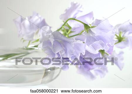 Maybe double flower petunias? View Large Photo Image Stock Image - Maybe double flower petunias?. Fotosearch