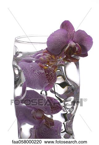 Orchids in vase of water View Large Photo Image Stock Image - Orchids in vase of water. Fotosearch
