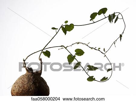 Plant and roots, close-up View Large Photo Image Picture - Plant and roots, close-up. Fotosearch