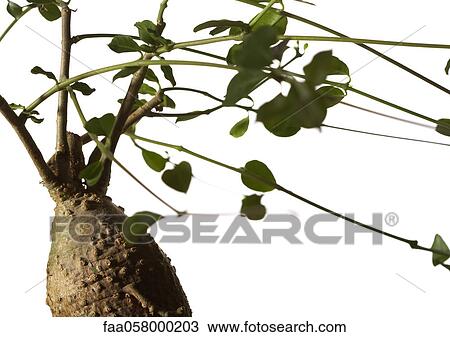 Plant and roots, close-up View Large Photo Image Stock Image - Plant and roots, close-up. Fotosearch