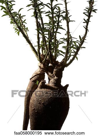 Plant and roots, close-up View Large Photo Image Stock Photography - Plant and roots, close-up. Fotosearch