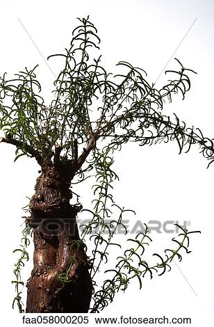 Plant and roots, close-up View Large Photo Image Stock Photography - Plant and roots, close-up. Fotosearch