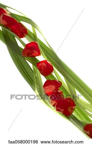 Pomegranate seeds arranged on blades of wheatgrass View Large Photo Image Stock Photo - Pomegranate seeds arranged on blades of wheatgrass. Fotosearch