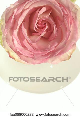 Rose, overhead view View Large Photo Image Stock Image - Rose, overhead view. Fotosearch