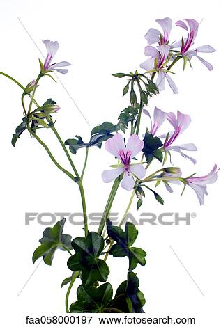 Some variety of geranium maybe? View Large Photo Image Stock Photo - Some variety of geranium maybe?. Fotosearch