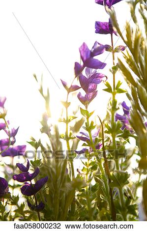Sunlit wildflowers View Large Photo Image Stock Image - Sunlit wildflowers. Fotosearch