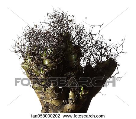 Tuber and seedings, close-up View Large Photo Image Stock Image - Tuber and seedings, close-up. Fotosearch