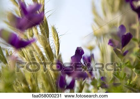 Wildflowers View Large Photo Image Stock Image - Wildflowers. Fotosearch
