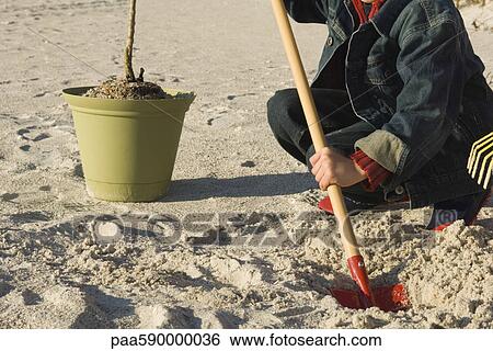 Boy digging hole on sandy beach, potted plant nearby View Large Photo Image Stock Photograph - Boy digging hole on sandy beach, potted plant nearby. Fotosearch