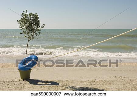 Stock Photo - Rope attached to life belt encircling tree growing at water's edge on beach. Fotosearch