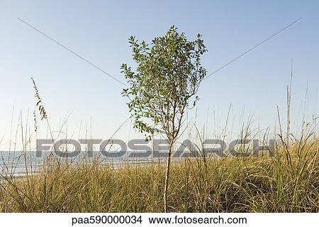 Picture - Solitary tree growing near water's edge. Fotosearch