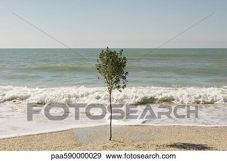 Solitary tree growing on beach near water's edge View Large Photo Image Stock Photo - Solitary tree growing on beach near water's edge. Fotosearch