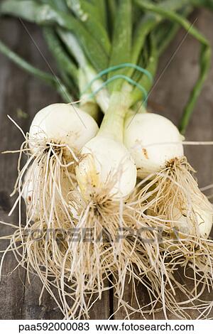 Bunch of fresh spring onions View Large Photo Image Stock Image - Bunch of fresh spring onions. Fotosearch