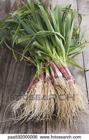 Bunches of fresh new garlic View Large Photo Image Stock Photograph - Bunches of fresh new garlic. Fotosearch