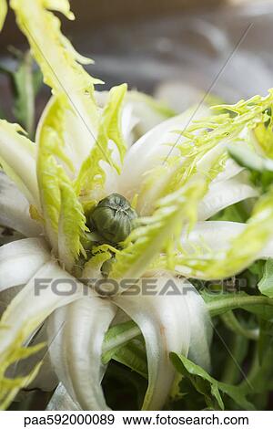 Stock Photo - Endive head. Fotosearch