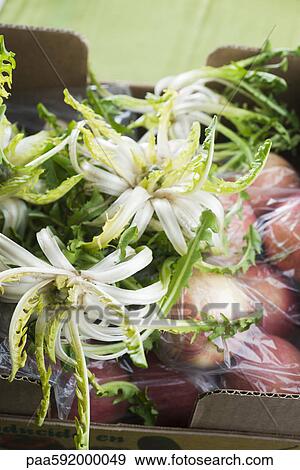 Endive heads and other fresh produce View Large Photo Image Stock Photo - Endive heads and other fresh produce. Fotosearch