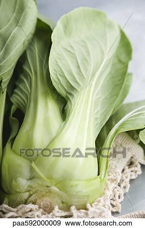 Fresh bok choy View Large Photo Image Stock Photo - Fresh bok choy. Fotosearch