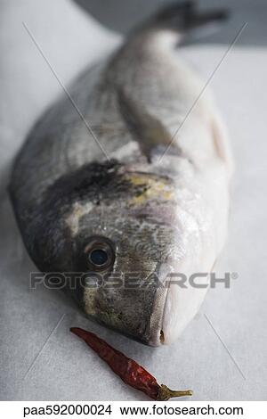 Fresh bream View Large Photo Image Picture - Fresh bream. Fotosearch