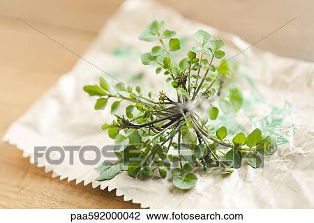 Fresh thyme View Large Photo Image Stock Image - Fresh thyme. Fotosearch