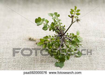 Fresh thyme View Large Photo Image Stock Photograph - Fresh thyme. Fotosearch