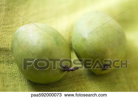 Green mangoes View Large Photo Image Stock Image - Green mangoes. Fotosearch