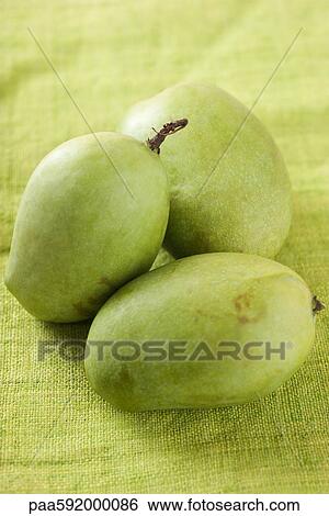 Green mangoes View Large Photo Image Stock Photograph - Green mangoes. Fotosearch