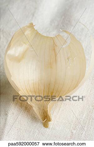 Onion skin View Large Photo Image Stock Photo - Onion skin. Fotosearch