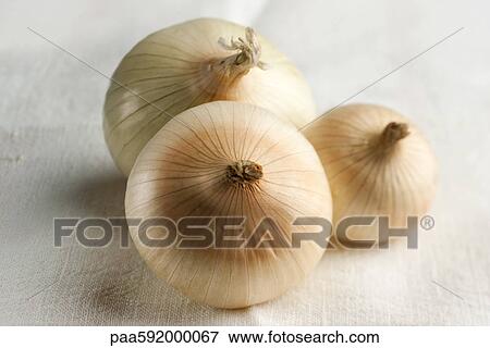 Stock Photo - Onions. Fotosearch