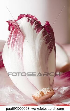 Radicchio head View Large Photo Image Stock Image - Radicchio head. Fotosearch