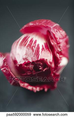Radicchio head View Large Photo Image Stock Photo - Radicchio head. Fotosearch