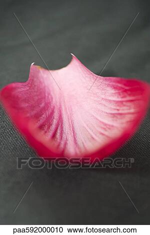 Radicchio leaf View Large Photo Image Stock Image - Radicchio leaf. Fotosearch