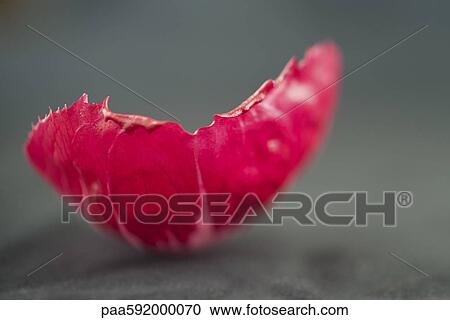Radicchio leaf View Large Photo Image Stock Image - Radicchio leaf. Fotosearch
