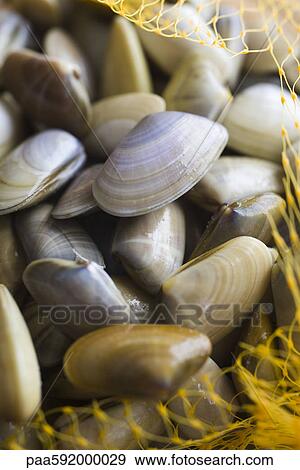Stock Photo - Sack of fresh clams. Fotosearch