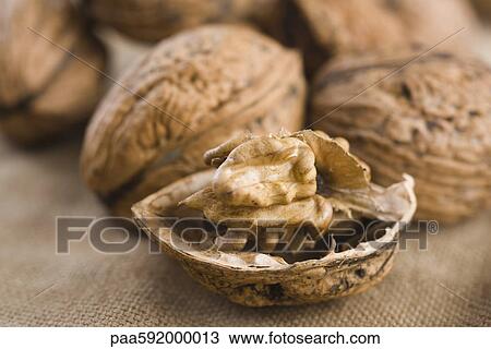 Shelling walnuts View Large Photo Image Stock Image - Shelling walnuts. Fotosearch