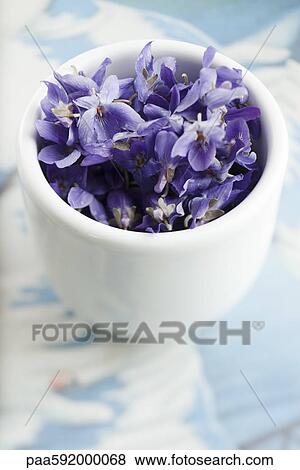 Violet flowers in cup View Large Photo Image Stock Photo - Violet flowers in cup. Fotosearch