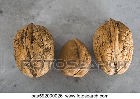 Walnuts View Large Photo Image Stock Photograph - Walnuts. Fotosearch