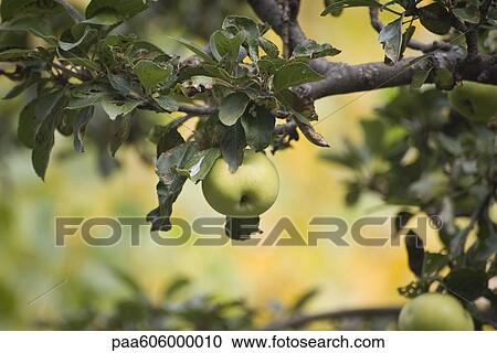 Apples growing on tree View Large Photo Image Stock Image - Apples growing on tree. Fotosearch