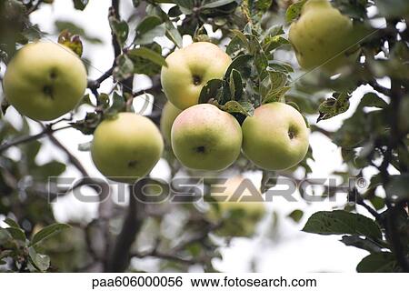 Apples growing on tree View Large Photo Image Stock Photograph - Apples growing on tree. Fotosearch