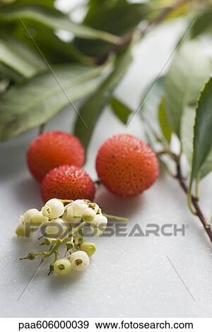 Arbutus berries and flowers View Large Photo Image Stock Photo - Arbutus berries and flowers. Fotosearch