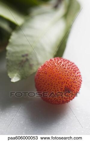 Arbutus berry View Large Photo Image Stock Image - Arbutus berry. Fotosearch