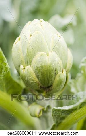 Stock Image - Artichoke growing. Fotosearch