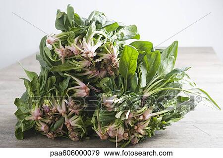 Stock Photo - Bunches of fresh spinach. Fotosearch
