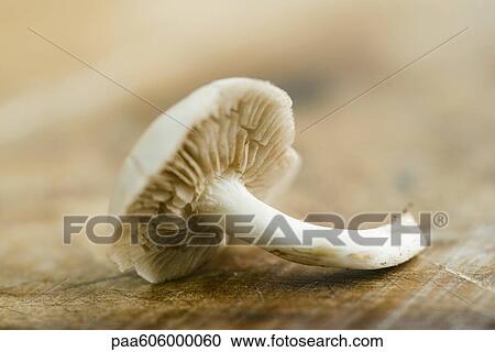 Chanterelle View Large Photo Image Stock Image - Chanterelle. Fotosearch
