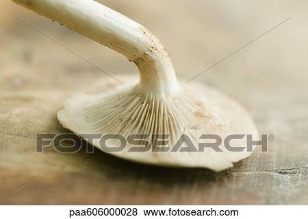 Stock Photo - Chanterelle. Fotosearch