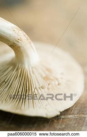Chanterelle View Large Photo Image Stock Photography - Chanterelle. Fotosearch