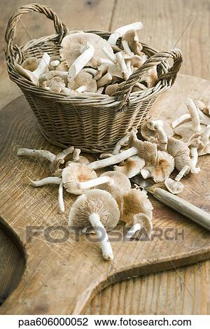 Chanterelles View Large Photo Image Stock Image - Chanterelles. Fotosearch
