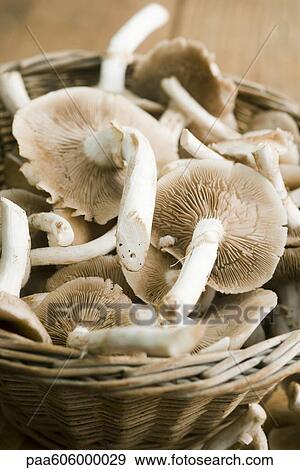 Stock Photo - Chanterelles. Fotosearch