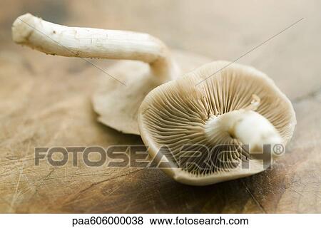 Chanterelles View Large Photo Image Stock Photo - Chanterelles. Fotosearch